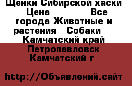 Щенки Сибирской хаски › Цена ­ 18 000 - Все города Животные и растения » Собаки   . Камчатский край,Петропавловск-Камчатский г.